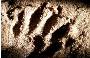 foot print foot print