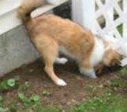 Digging Digging