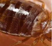 Bedbug Bedbug