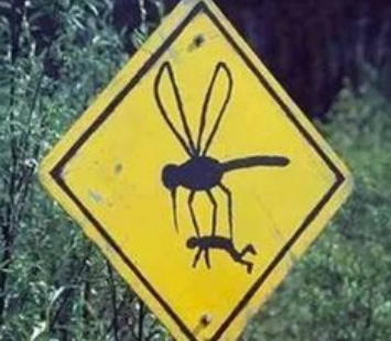 Mosquito sign Mosquito sign