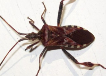 Bedbug Bedbug