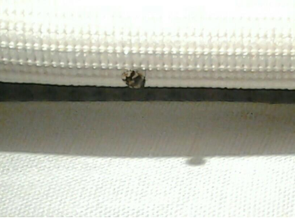Carpet Beetle Carpet Beetle