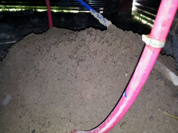 Fire Ant Fire Ant